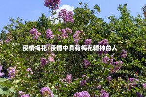 疫情梅花/疫情中具有梅花精神的人