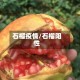 石榴疫情/石榴阳性