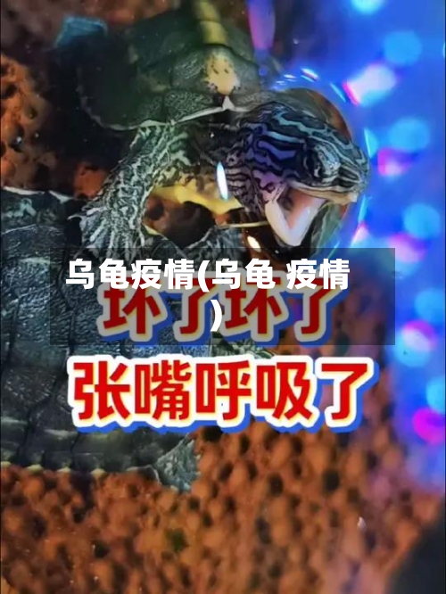 乌龟疫情(乌龟 疫情)-第2张图片