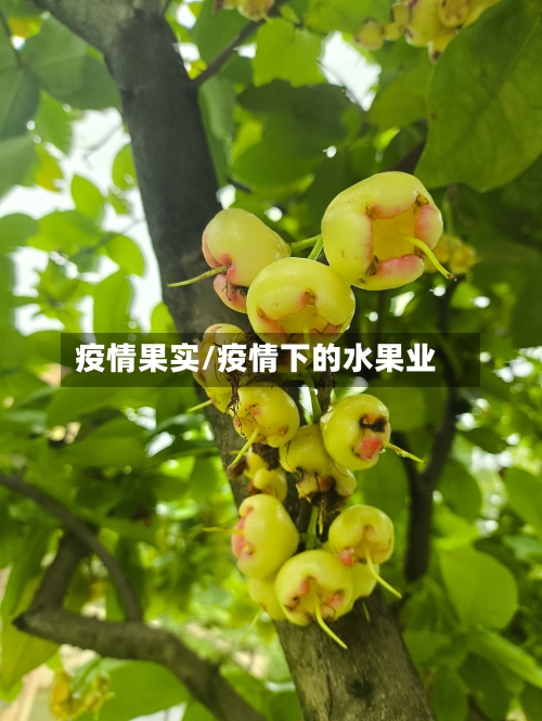 疫情果实/疫情下的水果业-第1张图片
