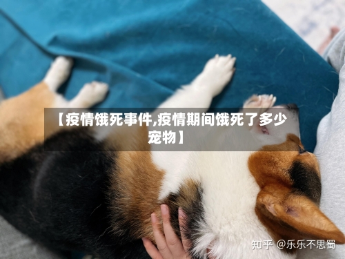 【疫情饿死事件,疫情期间饿死了多少宠物】-第2张图片