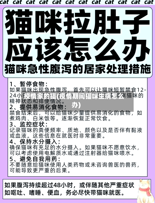 疫情家的猫(疫情期间猫咪生病怎么办)-第2张图片