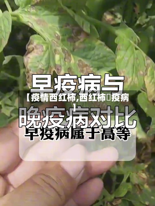 【疫情西红柿,西红柿晩疫病】-第1张图片