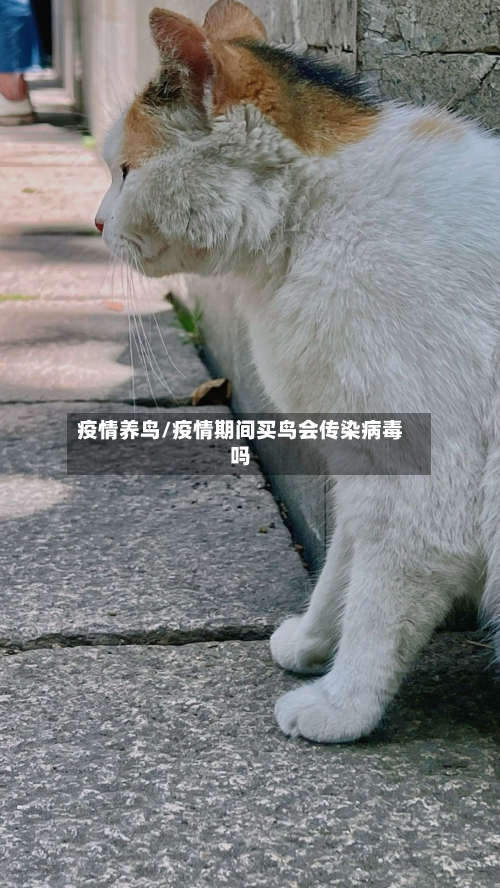 疫情养鸟/疫情期间买鸟会传染病毒吗-第1张图片