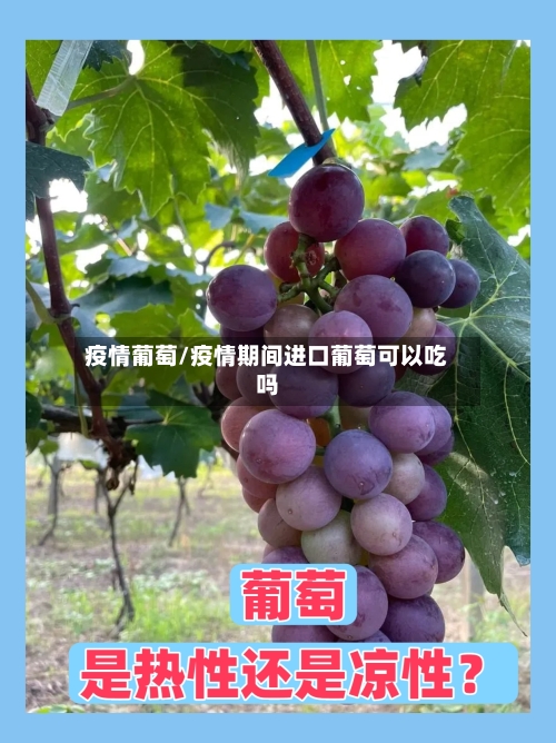 疫情葡萄/疫情期间进口葡萄可以吃吗-第3张图片
