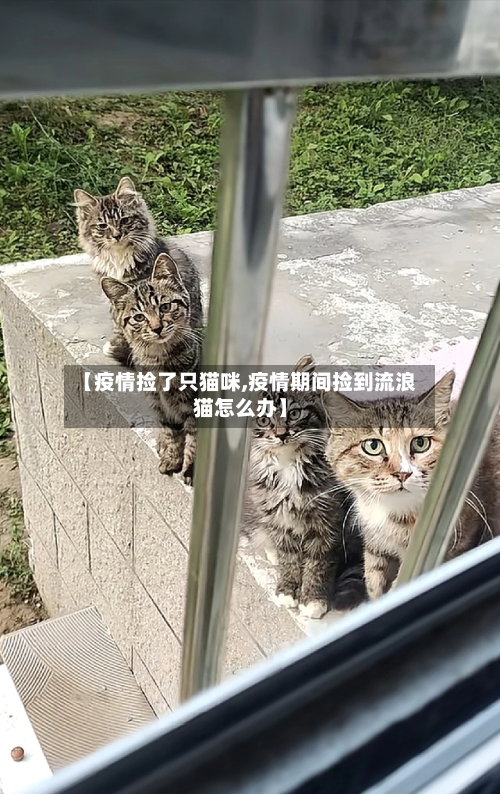 【疫情捡了只猫咪,疫情期间捡到流浪猫怎么办】-第1张图片